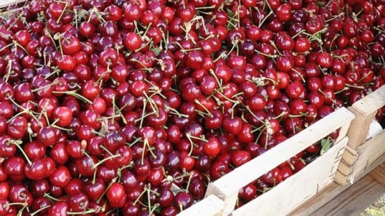 Снимка: Булфото