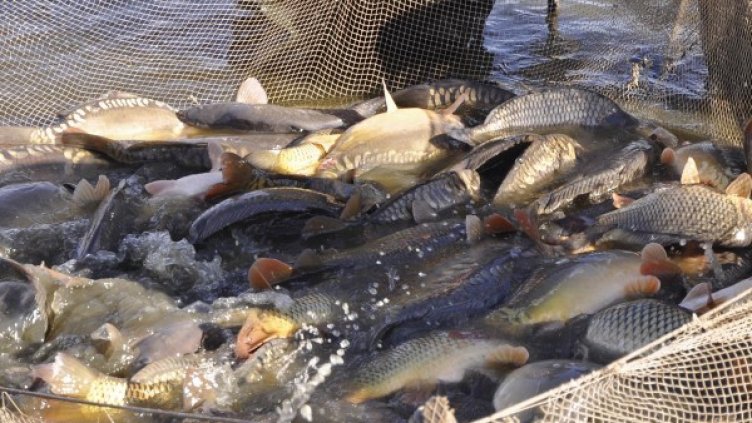 Снимка, архив: Булфото