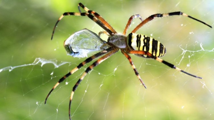 Снимка: freeimages.com