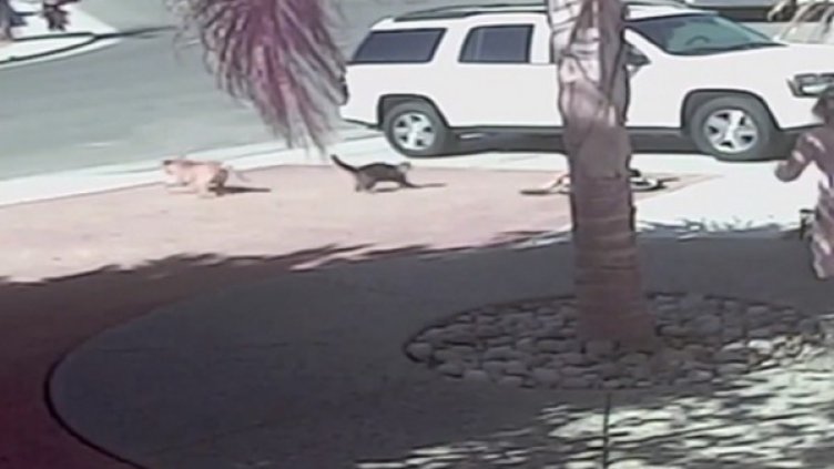 Снимка: YouTube