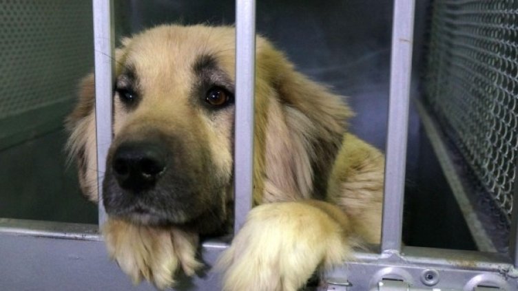 Снимка: Булфото