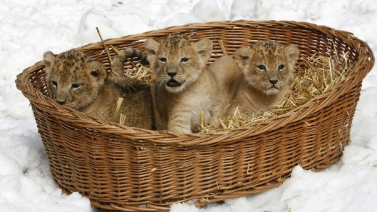 Снимка: Reuters, архив