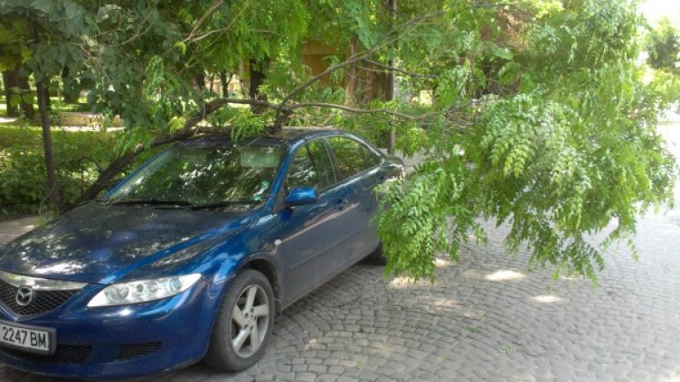 В Пловдив се пречупи дърво и затисна лек автомобил. Снимка: БТА