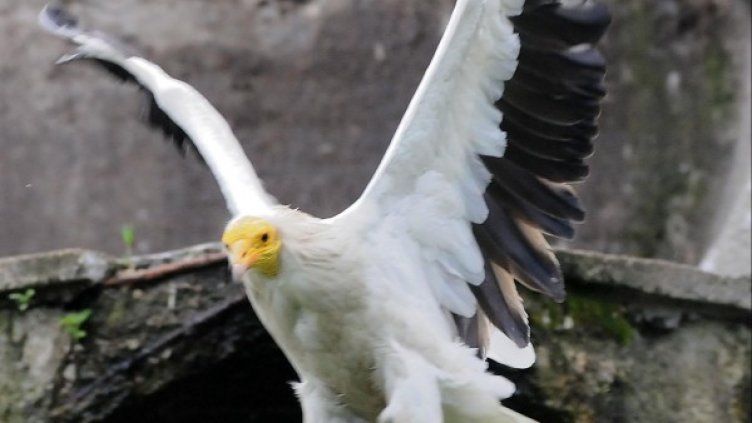 Египетски лешояд. Снимка, архив: Булфото