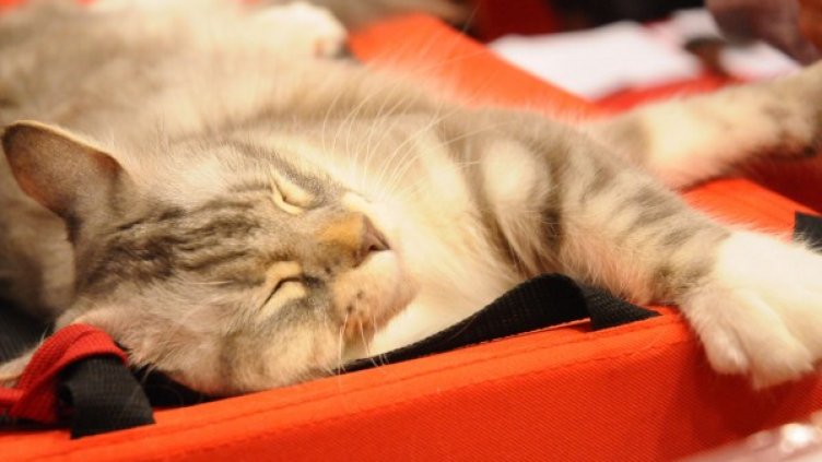 Снимка: архив Булфото