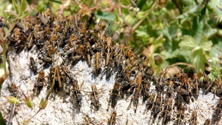 Снимка: Булфото