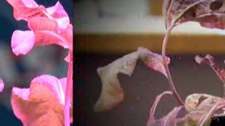 Снимка: bgonair.bg