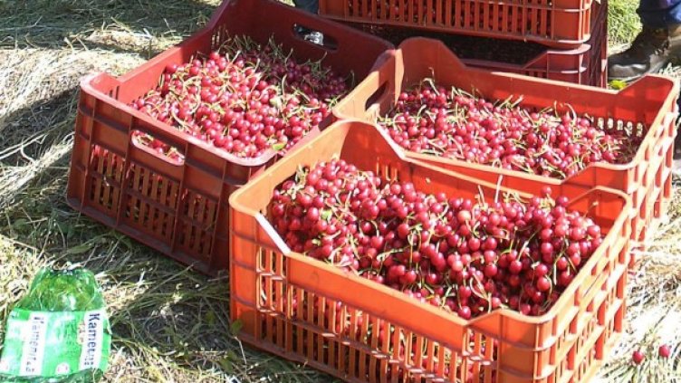 Снимка: Булфото, архив