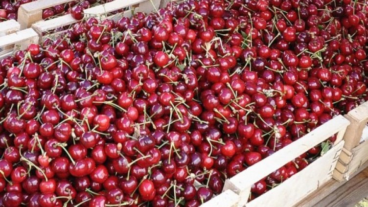 Снимка: архив Булфото