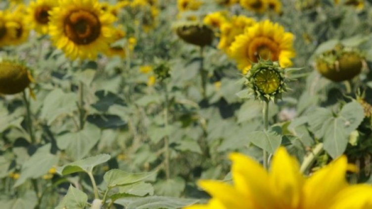 Снимка: архив Булфото