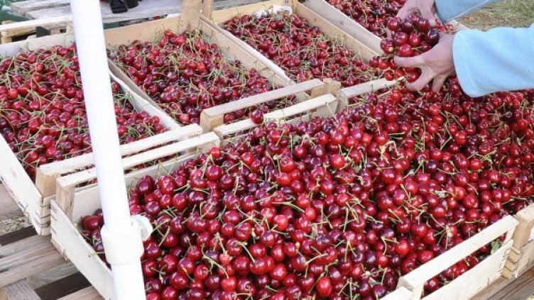 Снимка: Булфото