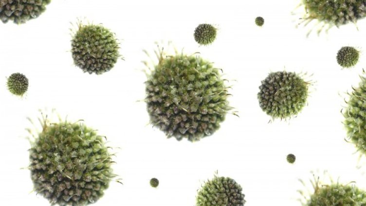 Снимка: freeimages.com