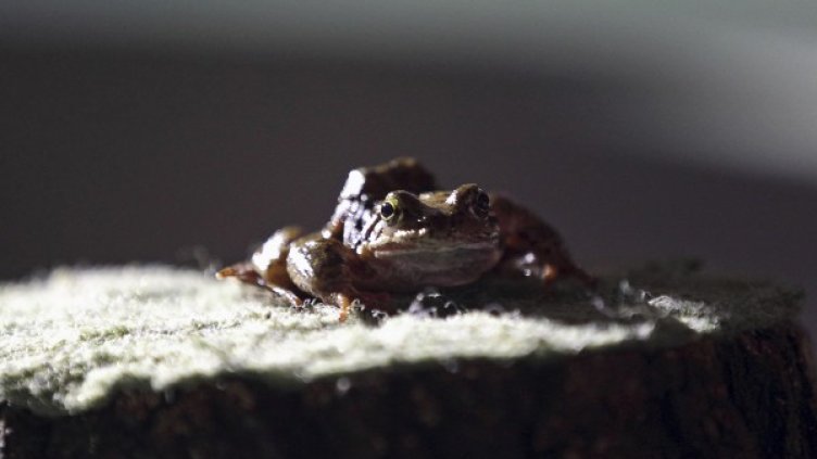 Снимка: Reuters, архив