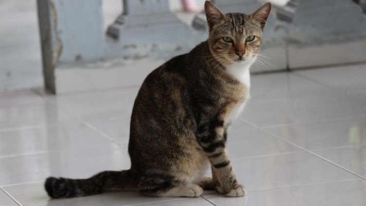 Снимка: freeimages.com