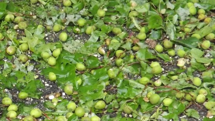 Снимка: архив Булфото