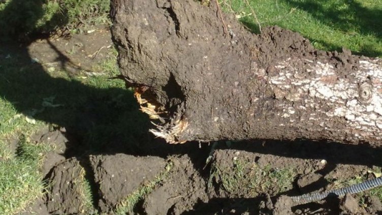 Снимка: архив, Булфото