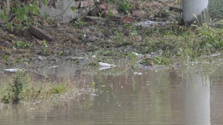 Снимка: архив Булфото