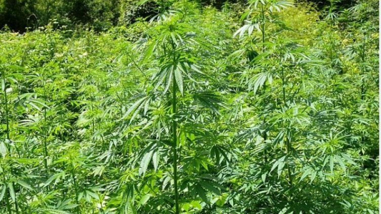 Снимка: ОДМВР-Хасково