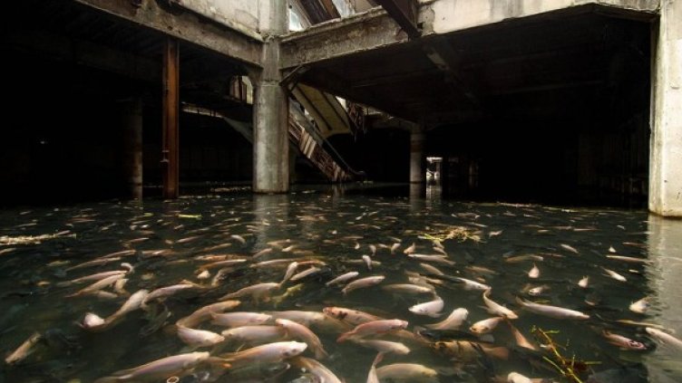 Снимка: Джес Рокуел