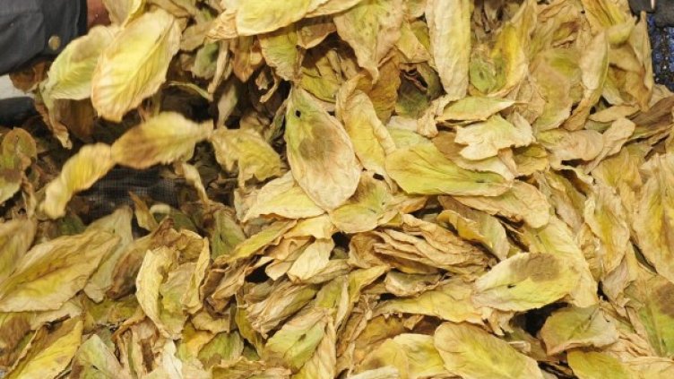 Снимка: архив Булфото