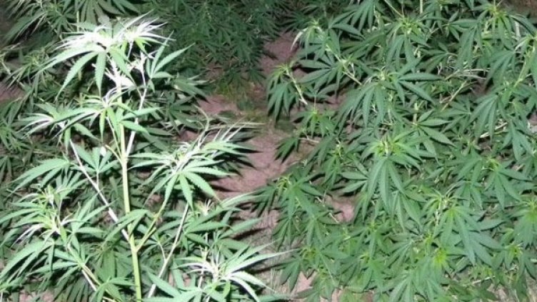 Снимка: архив, Булфото