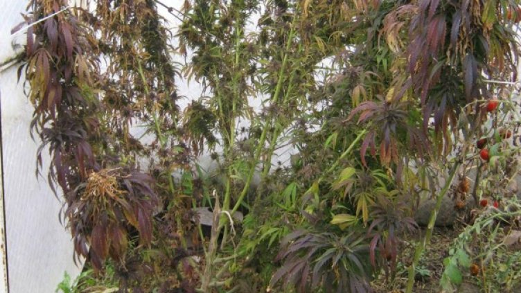 Снимка: Булфото, ахрив