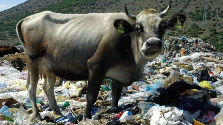 Снимка: архив Булфото