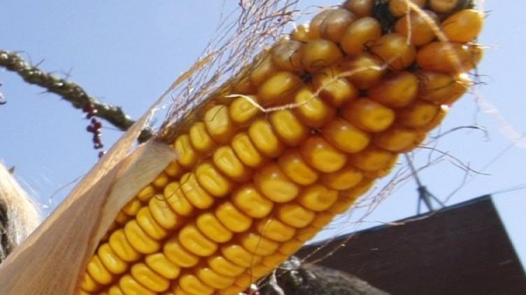 Снимка: архив Булфото