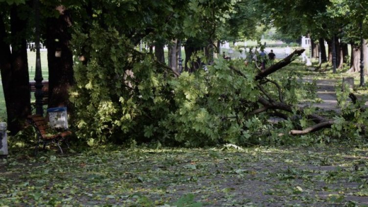 В Борисовата градина бурята повали дървета и уби човек. Снимка: БТА