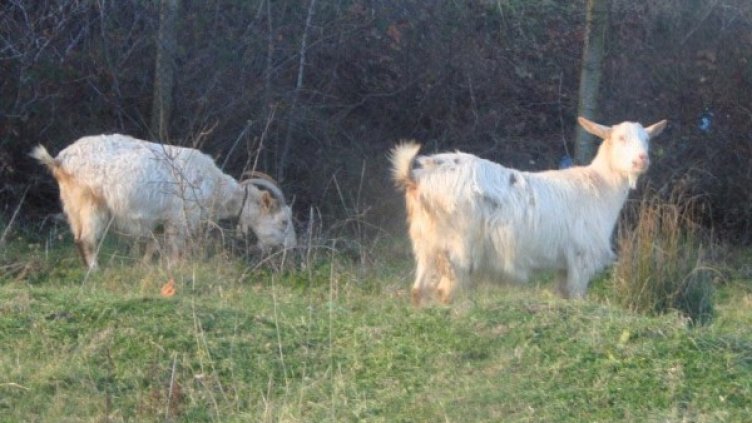 Снимка: Булфото, архив