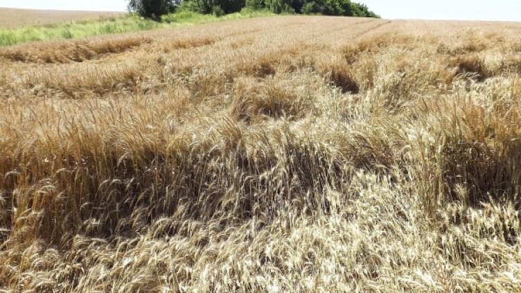 Снимка: архив Булфото