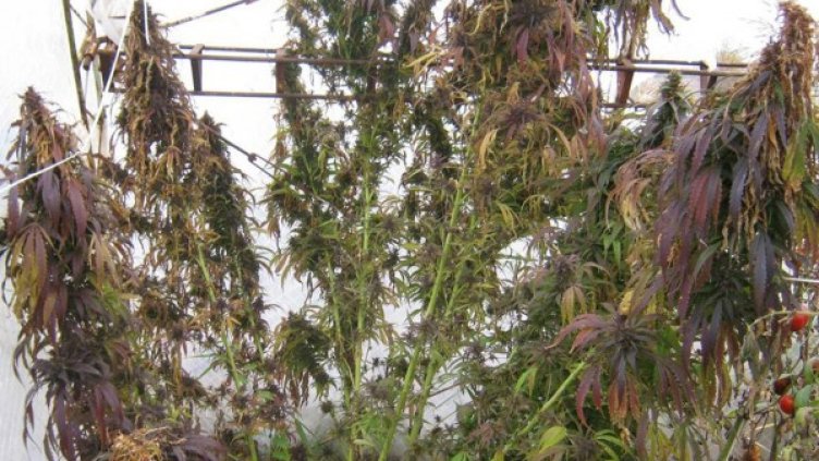 Снимка: Булфото, ахрив