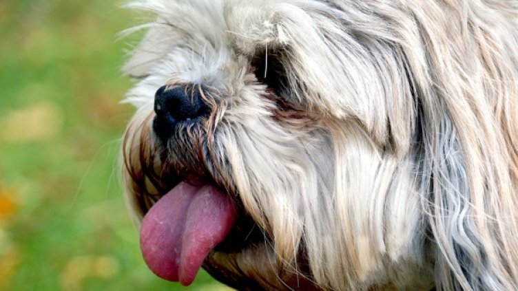 Снимка: freeimages.com