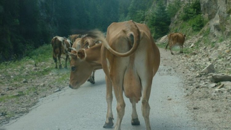 Снимка: Булфото, архив