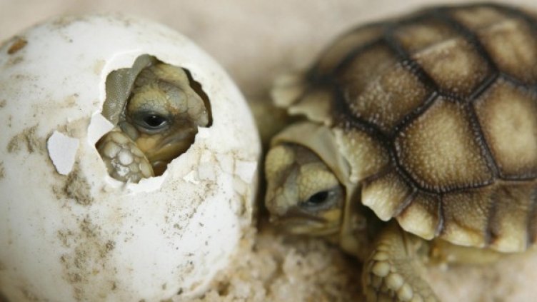 Снимка: Reuters