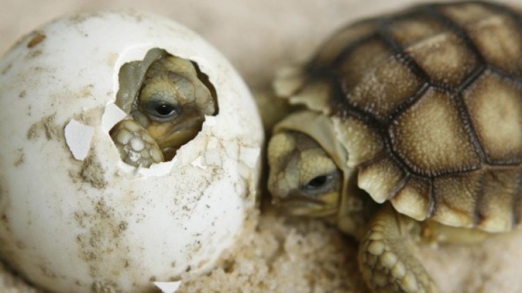 Снимка: Архив Reuters