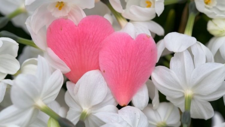 Снимка: freeimages.com