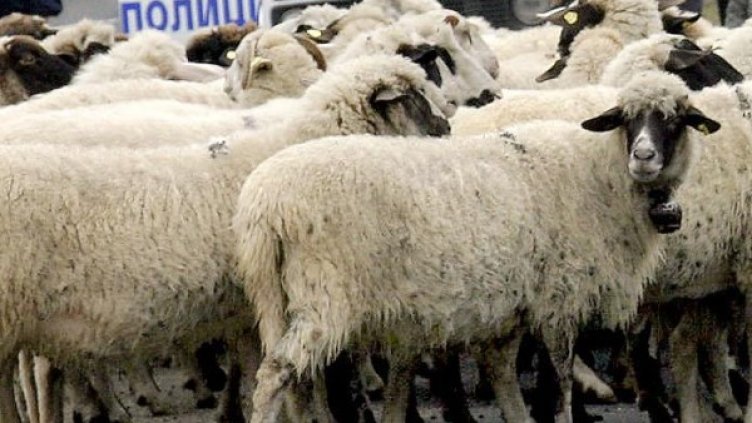 Снимка: Булфото, архив