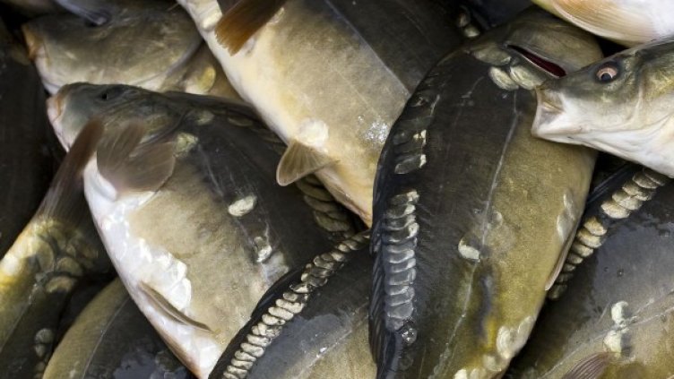 Снимка: архив Булфото