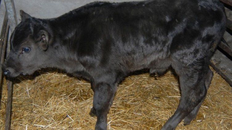 Снимка: архив Булфото