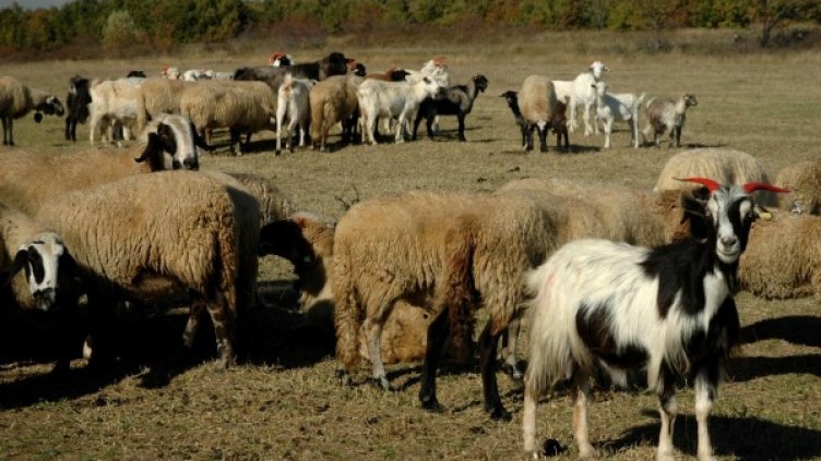 Снимка: Булфото