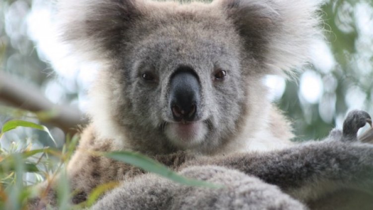 Снимка: freeimages.com