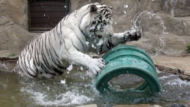 Бял тигър в московския зоопарк. Снимка: Архив Reuters