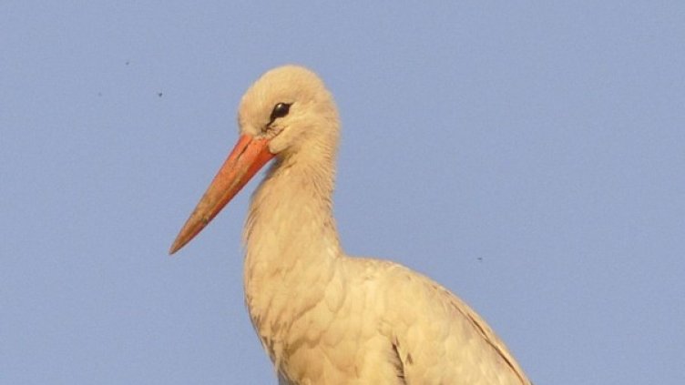 Снимка: архив Булфото