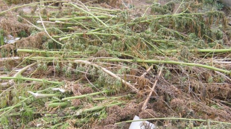 Снимка: архив Булфото