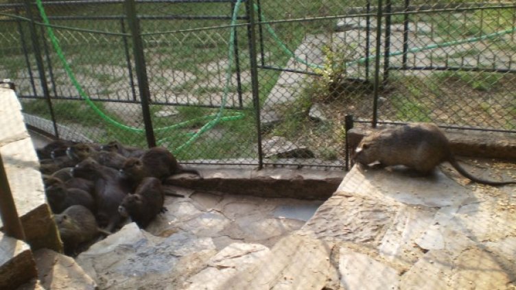Нутрията беглец в новия си дом в Стара Загора. Снимка, общината