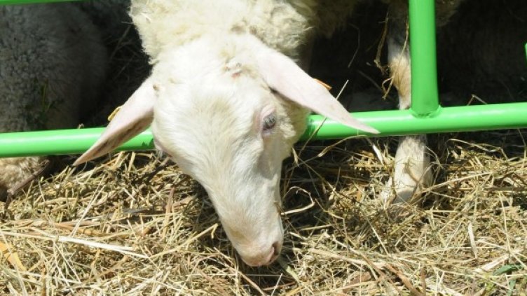 Архив: Булфото