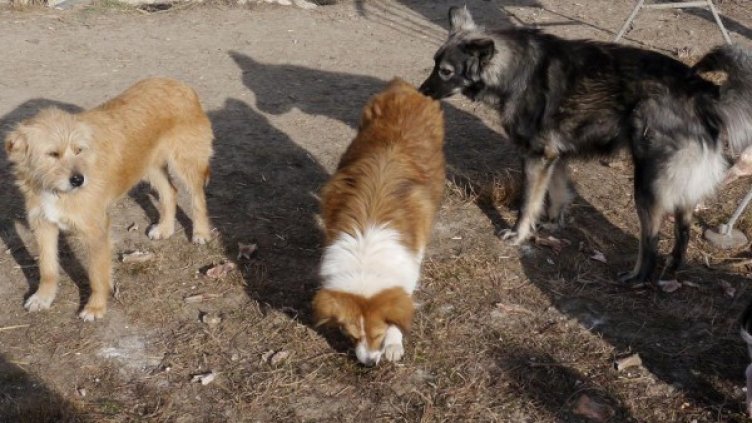 Снимка: Булфото, архив