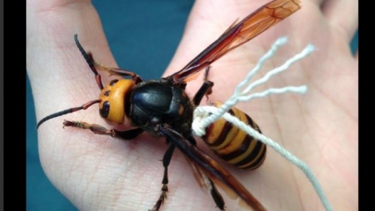 Снимка на вързания стършел. Източник: Туитър