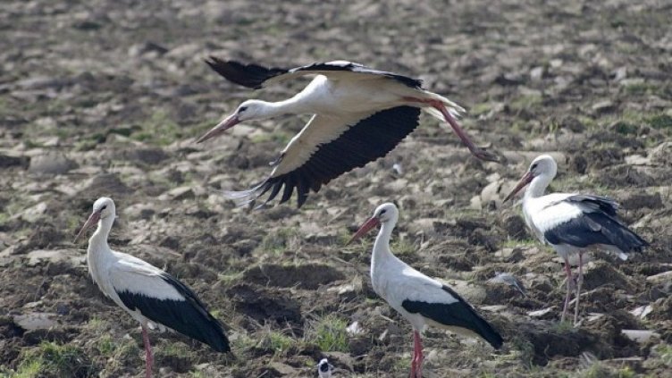 Снимка: архив Булфото